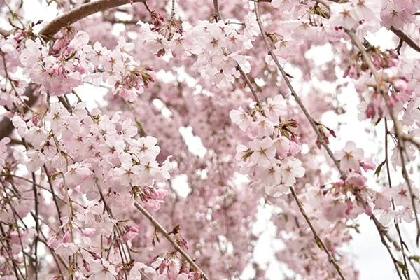 越前陶芸村しだれ桜まつり